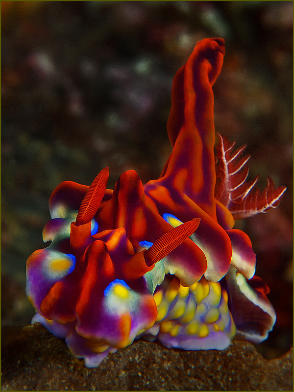 подводное фото голожаберника