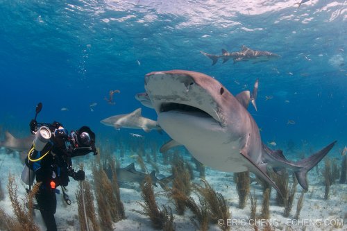 Come photograph sharks and dolphins in the Bahamas with Wetpixel 
