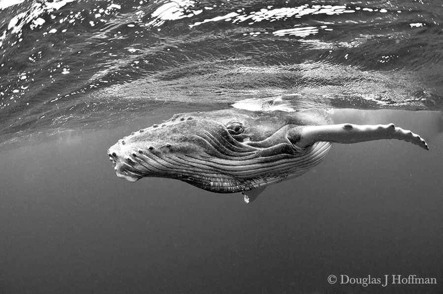 One space open 11 day whale swim/photography trip in Tonga Aug 10-22 ...