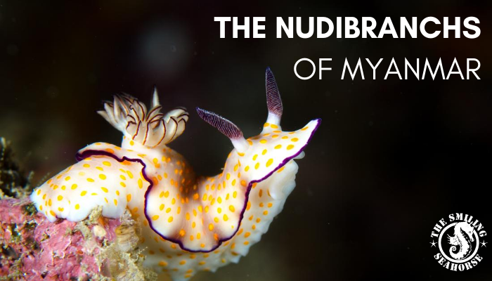 Welcome to the vibrant world of nudibranchs