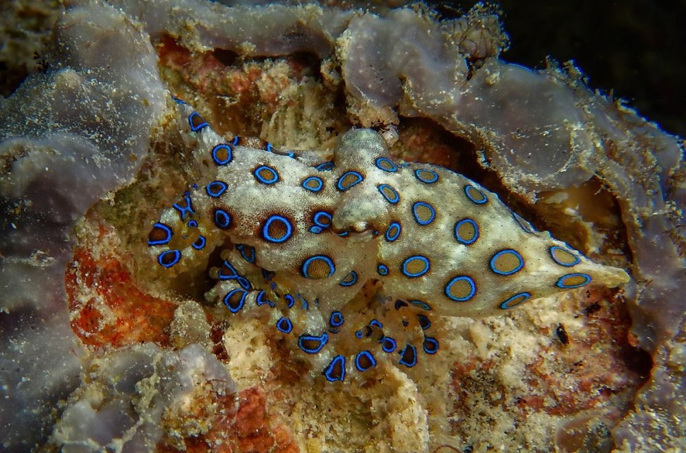 Blue-Ringed Octopus 2.jpg