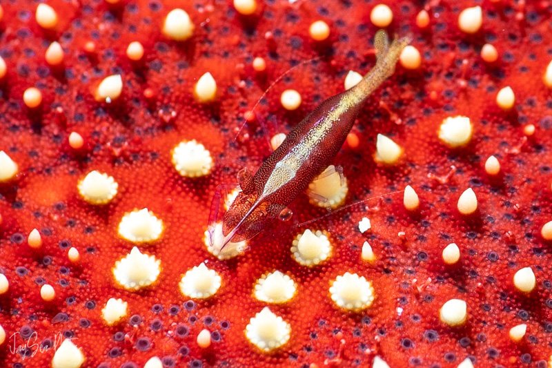cmc1-seastarshrimp-cropped.jpg