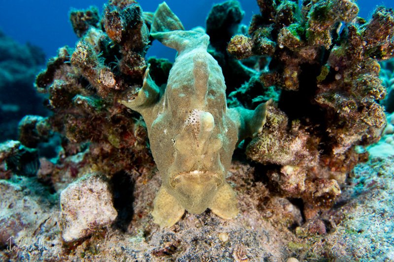 frogfish.jpg