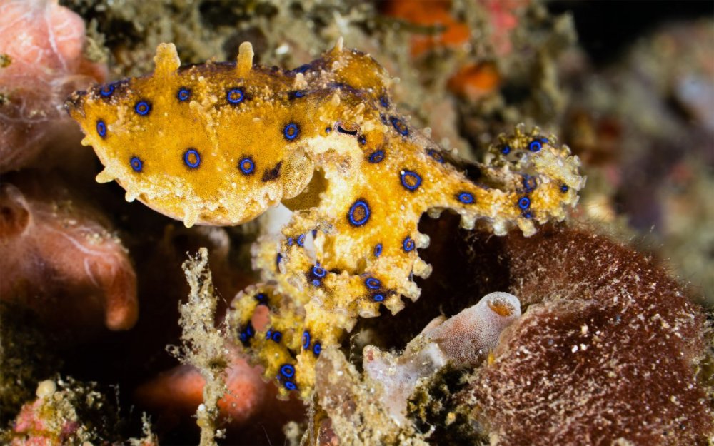 Goby a Crab (79).jpg