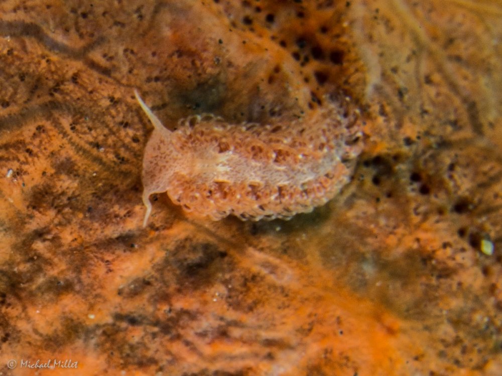 Nudibranch(Baeolidia?)--20220907--07.jpg