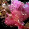 leafscorpionfish