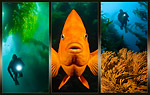 Channel Islands Weekend with Underwater Photo Societies Photo