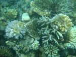 Coral bleaching affecting Maldives Photo