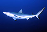 Sharks threatened more than ever Photo