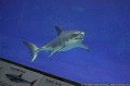 Monterey Bay Aquarium’s White Shark Photo