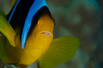 Anemonefish photo contest open for entries Photo