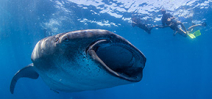 Spaces available: Wetpixel Whale Sharks 2015 Photo