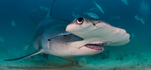 Shark Protection at CITES 2022 Photo