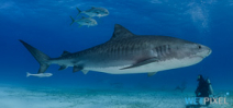 Cornell offers free shark biology course Photo