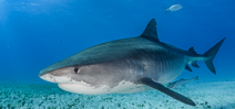 New Shark Conservation Measures Photo