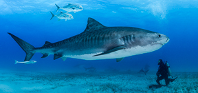 Paper Catalogs Effects of Ocean Warming on Tiger Sharks Photo