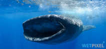 New whale shark study utilizes citizen science Photo