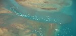 Beluga aggregation from the air Photo
