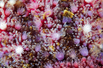 Amazing macro sea star images Photo