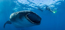 Wetpixel Whale Sharks 2014 Photo