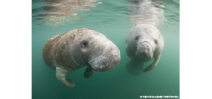 Florida may be on track for highest year of manatee deaths on record Photo