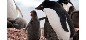 Adelie penguins in the Antarctic suffer “catastrophic” breeding season Photo