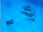 Dolphins dig 3D Photo