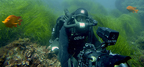 Interview: Dan Beecham on underwater filmmaking and Blue Planet 2 Photo
