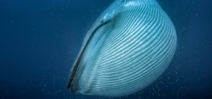 How blue whales became the largest animals to ever live on earth Photo
