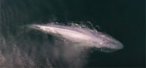 Video: Blue whale lunge feeding in Monterey Bay Photo