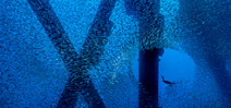 Close Focus: Rig Diver by Alex Mustard Photo