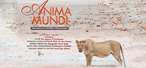 Issue 27 of Anima Mundi Magazine available Photo