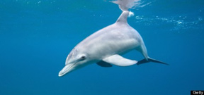 East cost dolphin deaths due to virus Photo