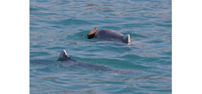Male dolphins present “gifts” to potential mates Photo