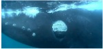 Eye to eye with a massive whale on Vimeo Photo