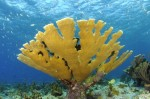 Human pathogen causes Elkhorn coral disease Photo