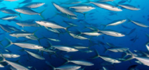 Gabon announces Africa’s largest network of marine protected areas Photo
