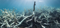 Severe bleaching episode on the Barrier Reef Photo