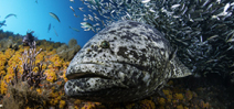 Help Protect Florida Giant Groupers by Walt Stearns Photo