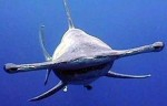 Florida approves shark protection Photo