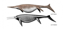 Ichthyosaur bone may belong to largest animal to have ever lived Photo