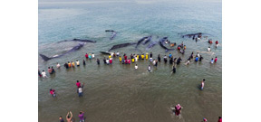 Volunteers save beached sperm whales in Indonesia Photo