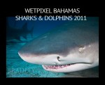 Wetpixel Sharks and Dolphins  expedition 2012 Photo