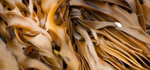 Dreams of Kelp - Liquid Grandeur Mystiquez Photo
