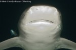 Night diving with Oceanic Whitetip sharks Photo