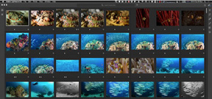 An Underwater Photographer’s Guide to Lightroom CC 2017 Photo