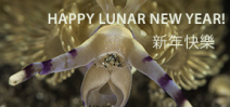 Happy lunar New Year for the Year of the Sheep Photo