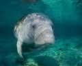 An Intimate Look at the Florida Manatee Photo