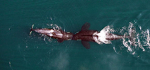 NOAA uses drone to study orcas Photo