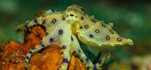 Resources Celebrating World Octopus Day 2020 Photo